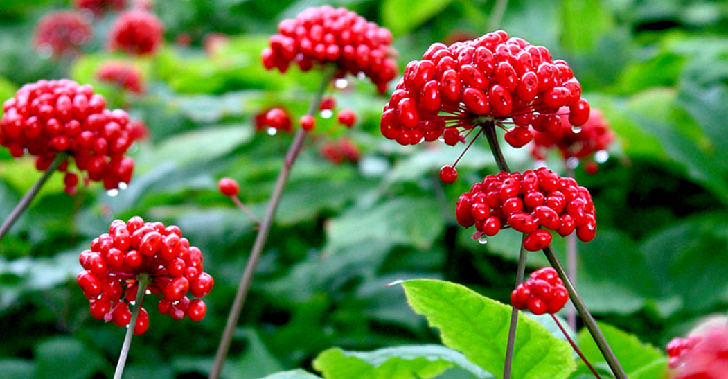 ginseng para aumentar o pênis