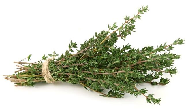 tomilho para aumentar o pênis